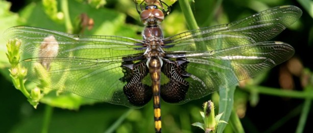 Black Saddlebags Dragonfly (Female)