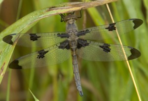 Prince Baskettail Dragonfly
