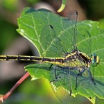 Black-Shouldered Spinyleg Dragonfly