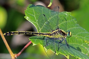 Black-Shouldered Spinyleg Dragonfly