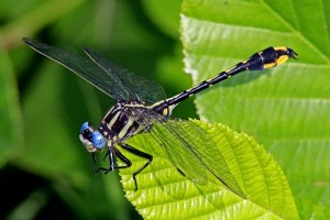 Prong Horn Clubtail Dragonfly