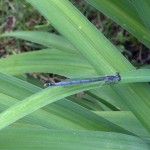 Eastern Forktail Damselfly (Mature Female)