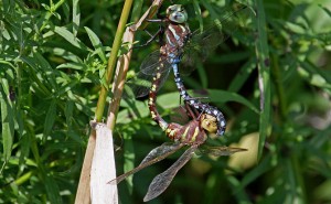 Lance-Tipped Darner Dragonfly